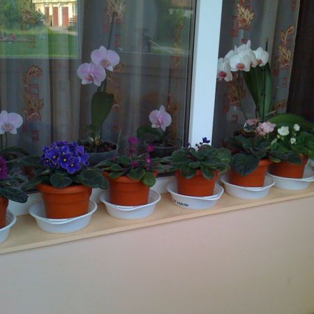 orhidee si violete